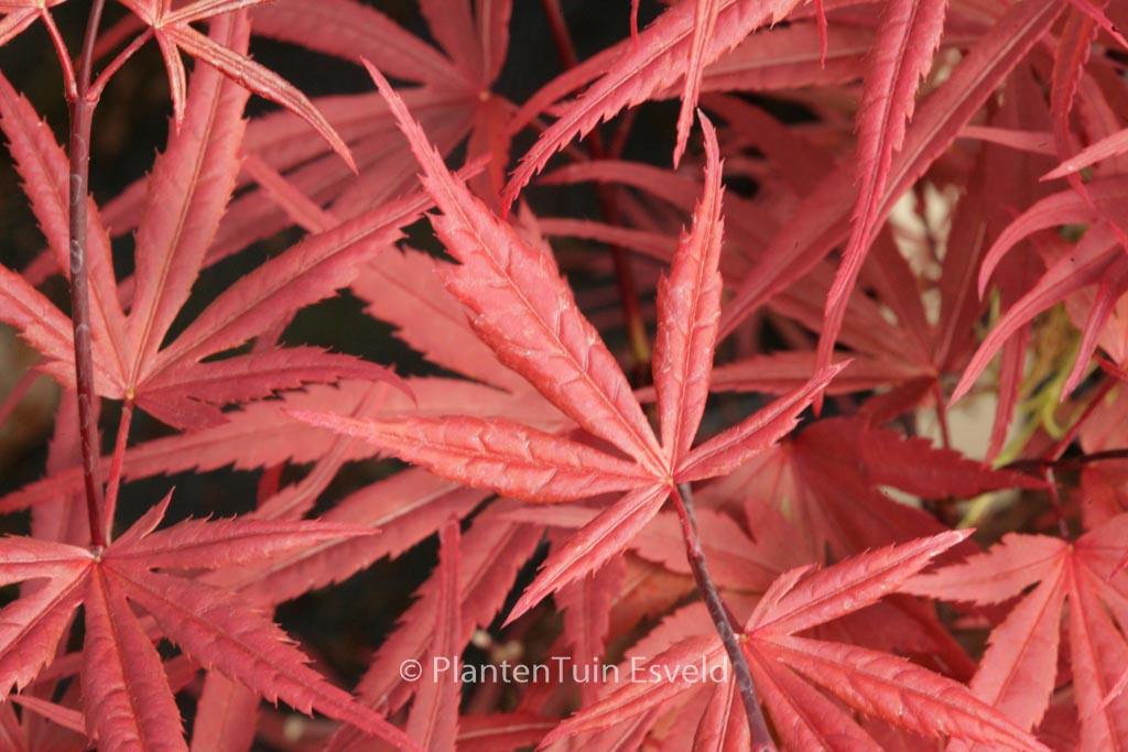 Acer palmatum ‚Wood’s Linearilobum Selection‘