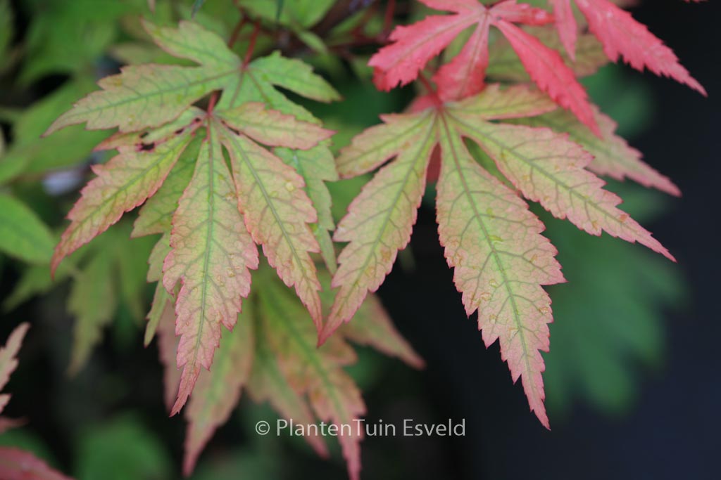 Acer palmatum ‚Yagyu-no-sato‘