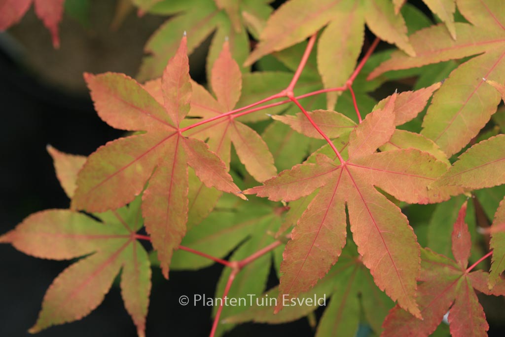 Acer palmatum ‚Yama-mura‘