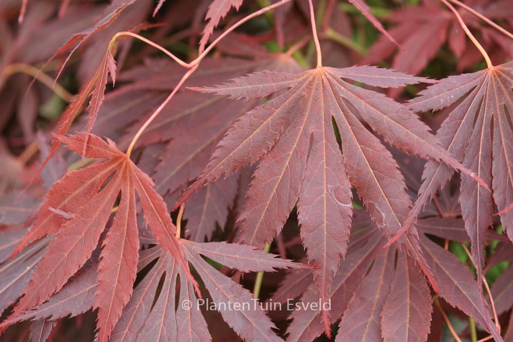 Acer palmatum ‚Yama-no-suso‘
