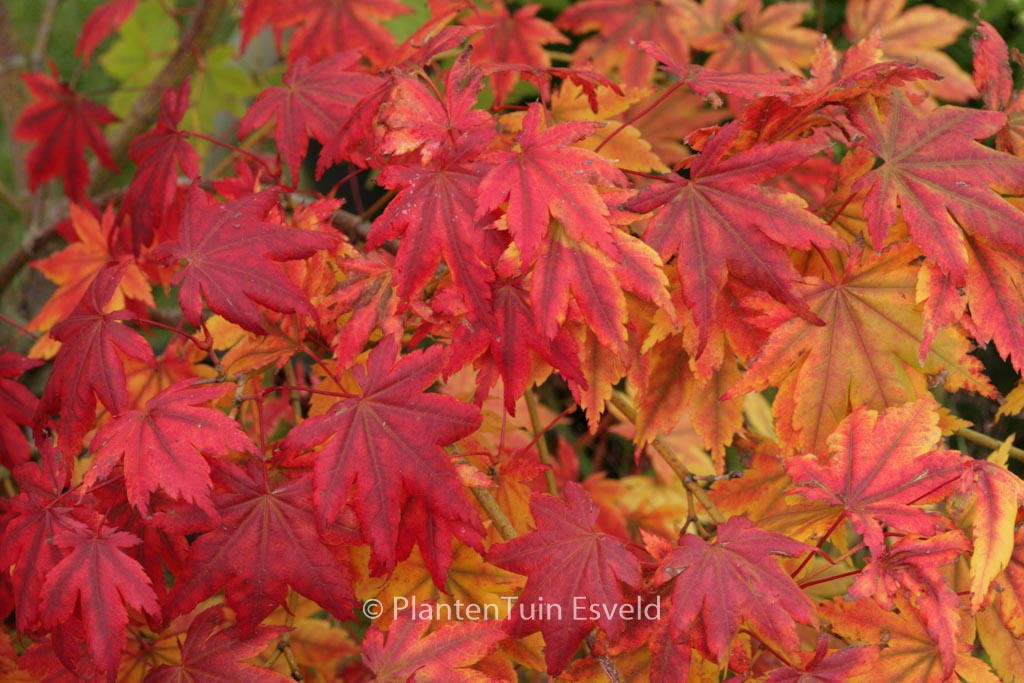 Acer palmatum ‚Yama-otome‘