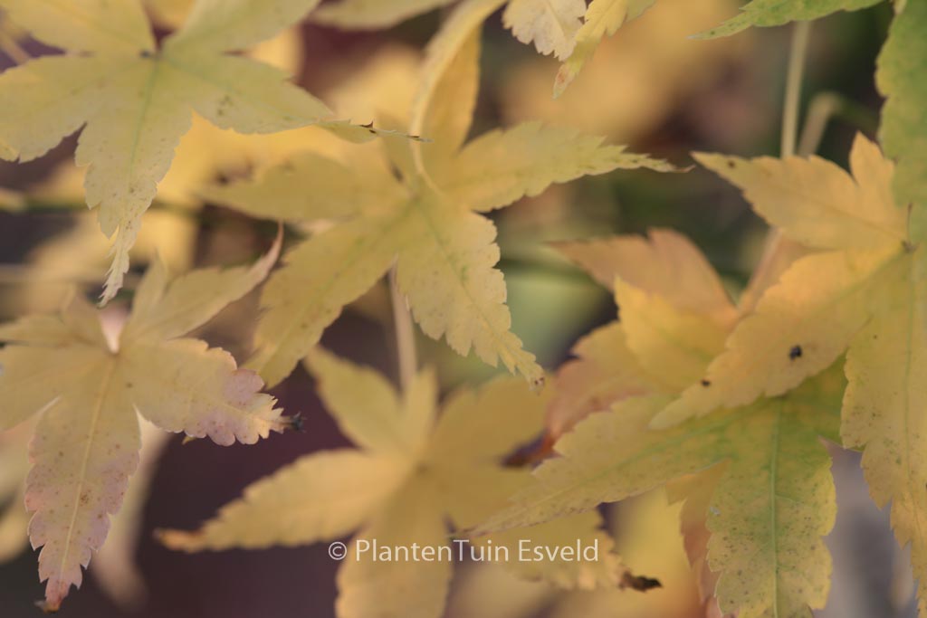 Acer palmatum ‚Yamato-ao-yagi‘