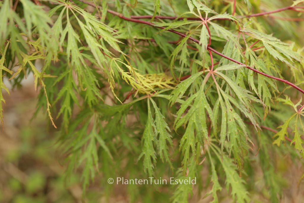Acer palmatum ‚Yamato-shidare‘