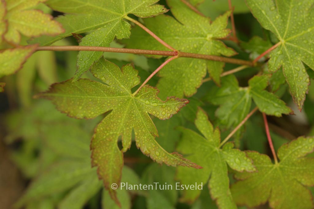 Acer palmatum ‚Yellow Bark Seedling‘
