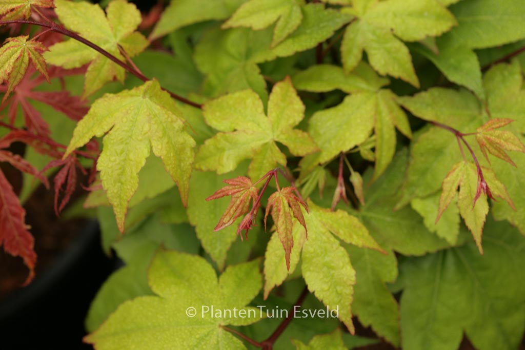 Acer palmatum ‚Yellow Bird‘