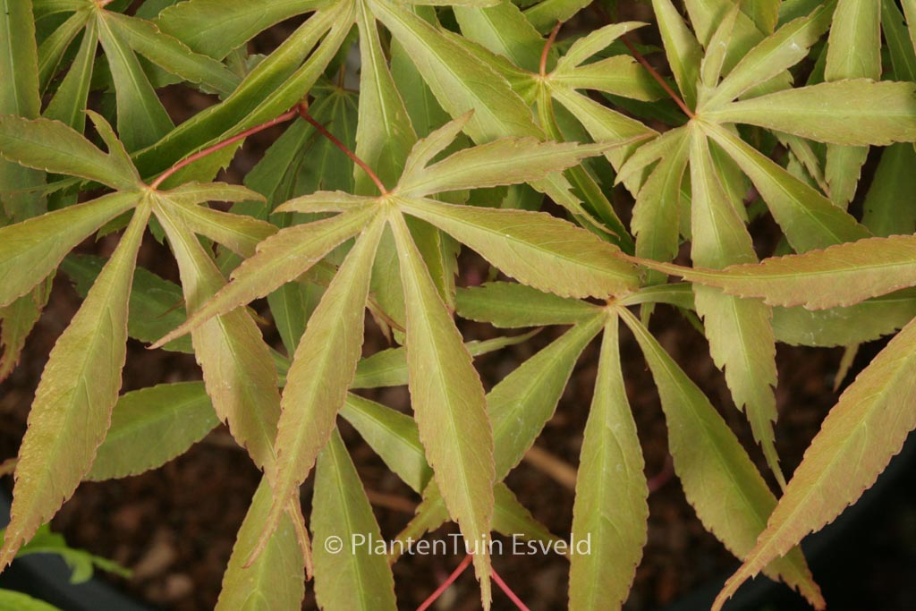 Acer palmatum ‚Yoshimizu‘