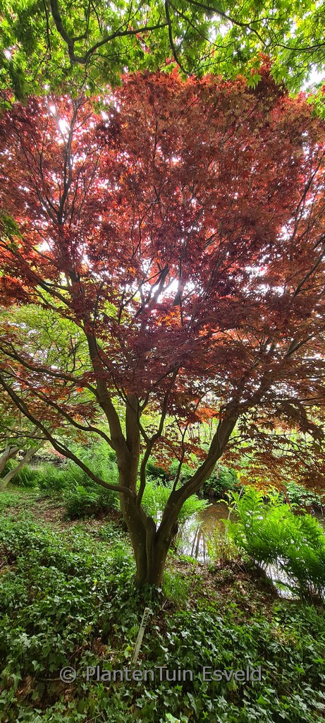Acer palmatum ‚Yubae‘