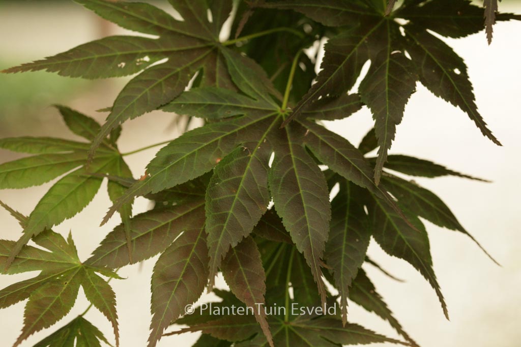 Acer palmatum ‚Yugure‘