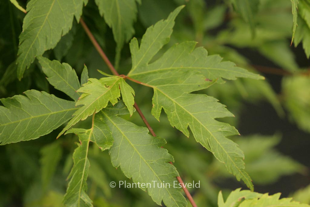 Acer palmatum ‚Yushide‘