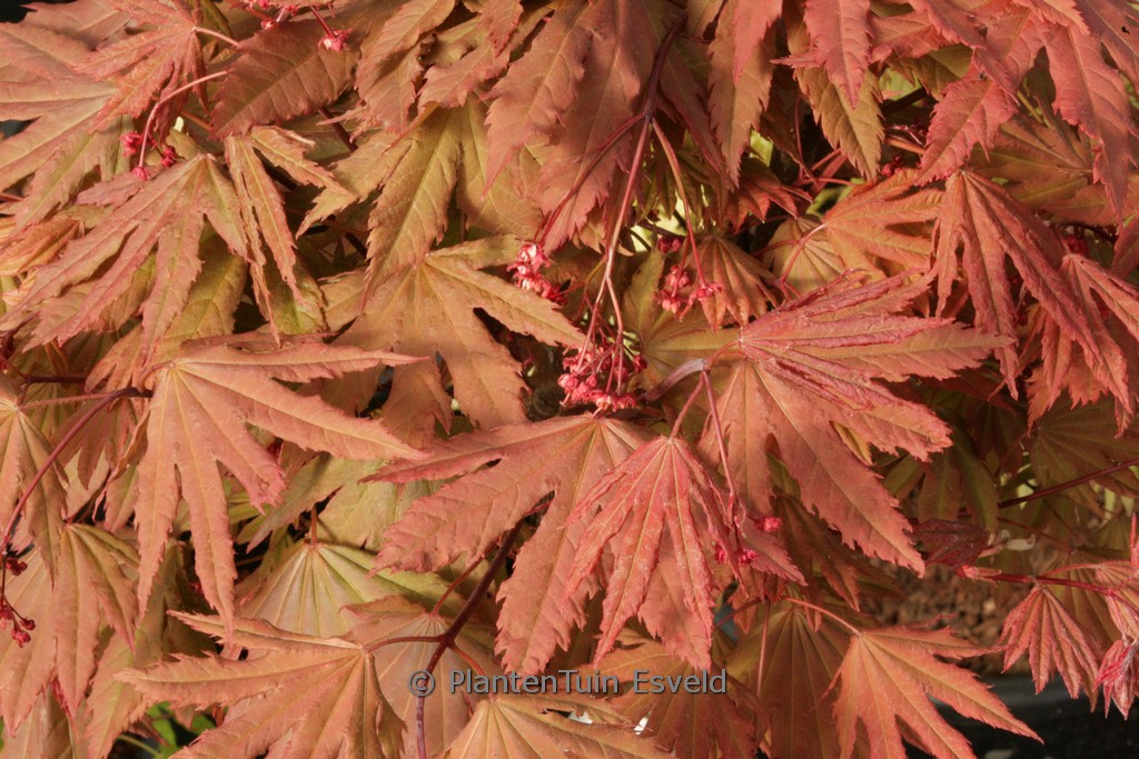 Acer palmatum (circinatum) ‚Ki-setsudoe‘