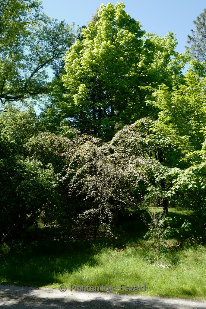 Acer pectinatum ‚Dark Forrest‘