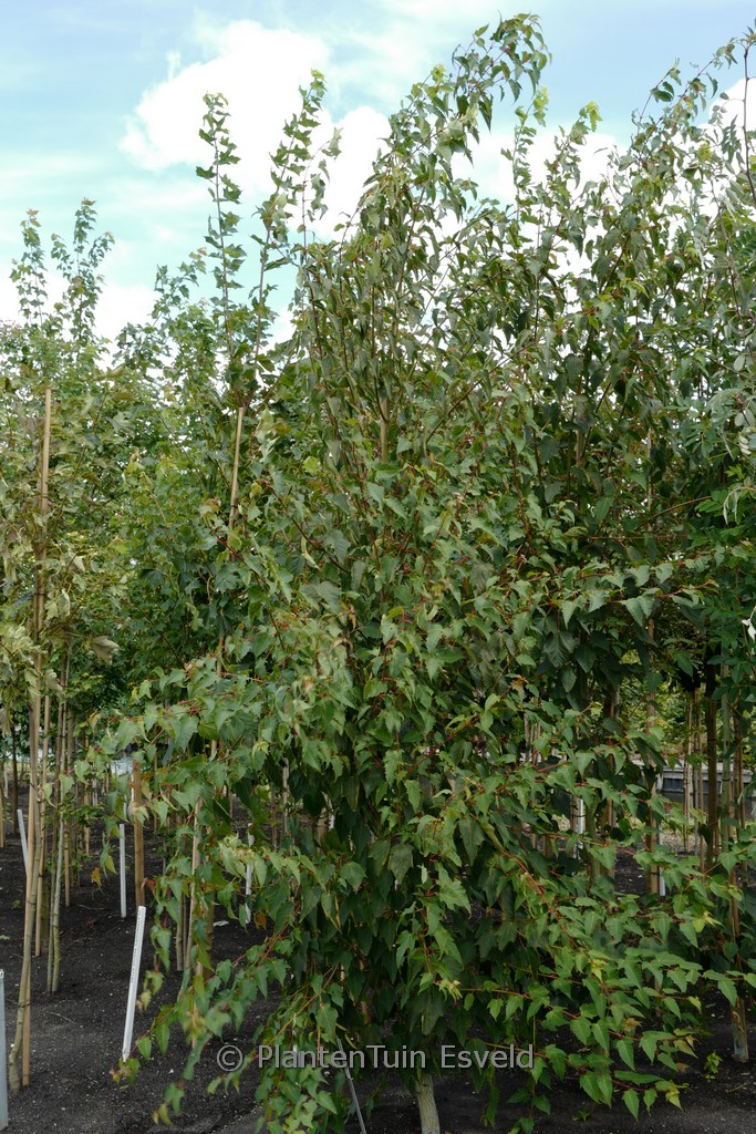 Acer pectinatum ‚Forrestissimo‘