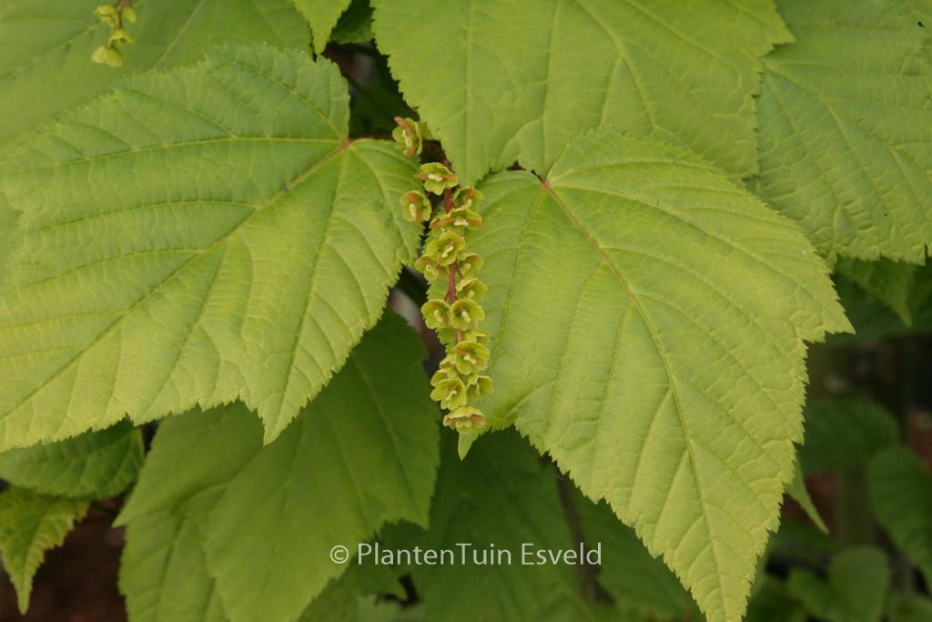 Acer pensylvanicum ‚Silver Fox‘