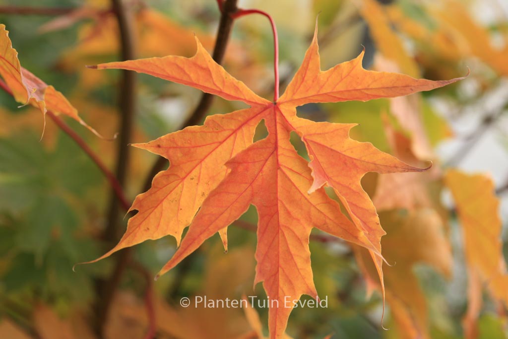 Acer platanoides ‚Charles Joly‘