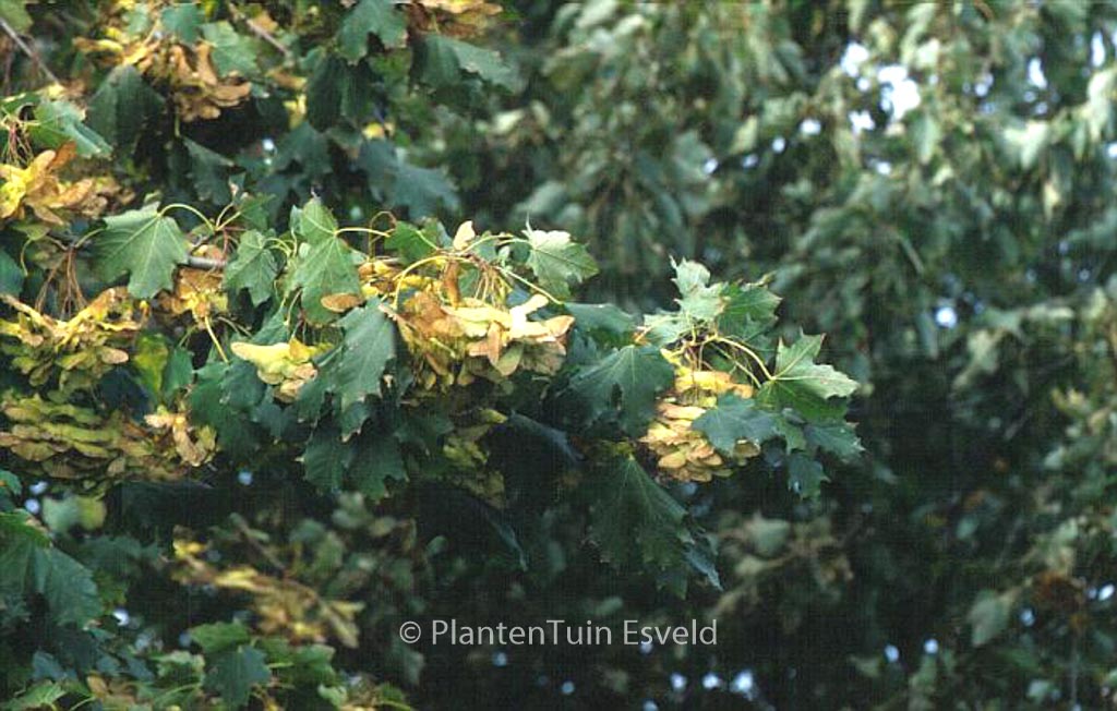 Acer platanoides ‚Cleveland‘