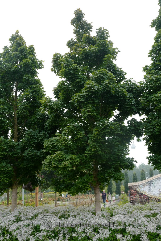 Acer platanoides ‚Columnare‘
