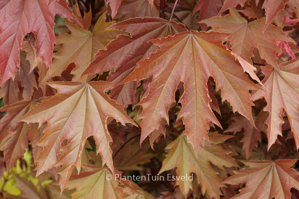 Acer platanoides ‚Crimson Sentry‘