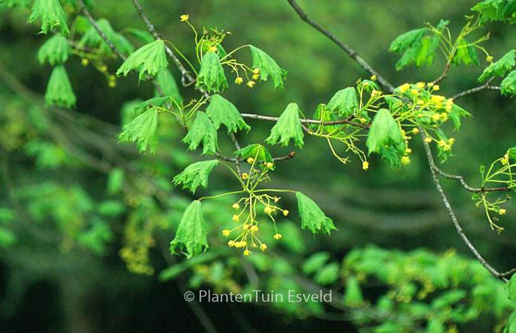Acer platanoides ‚Cucullatum‘