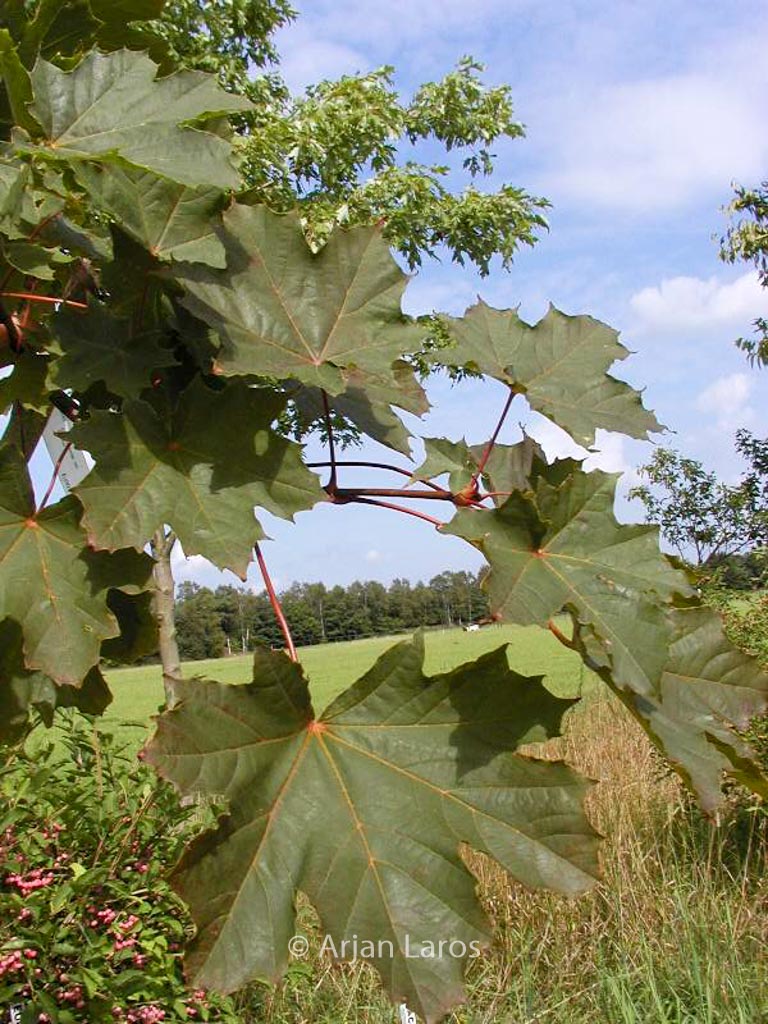 Acer platanoides ‚Deborah‘