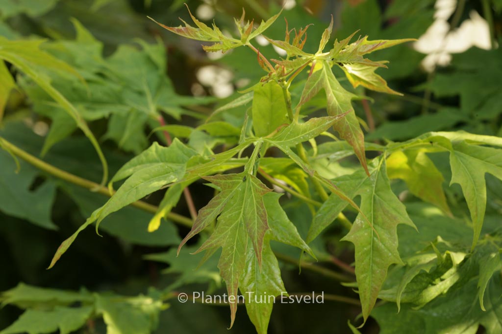 Acer platanoides ‚Donig Special‘