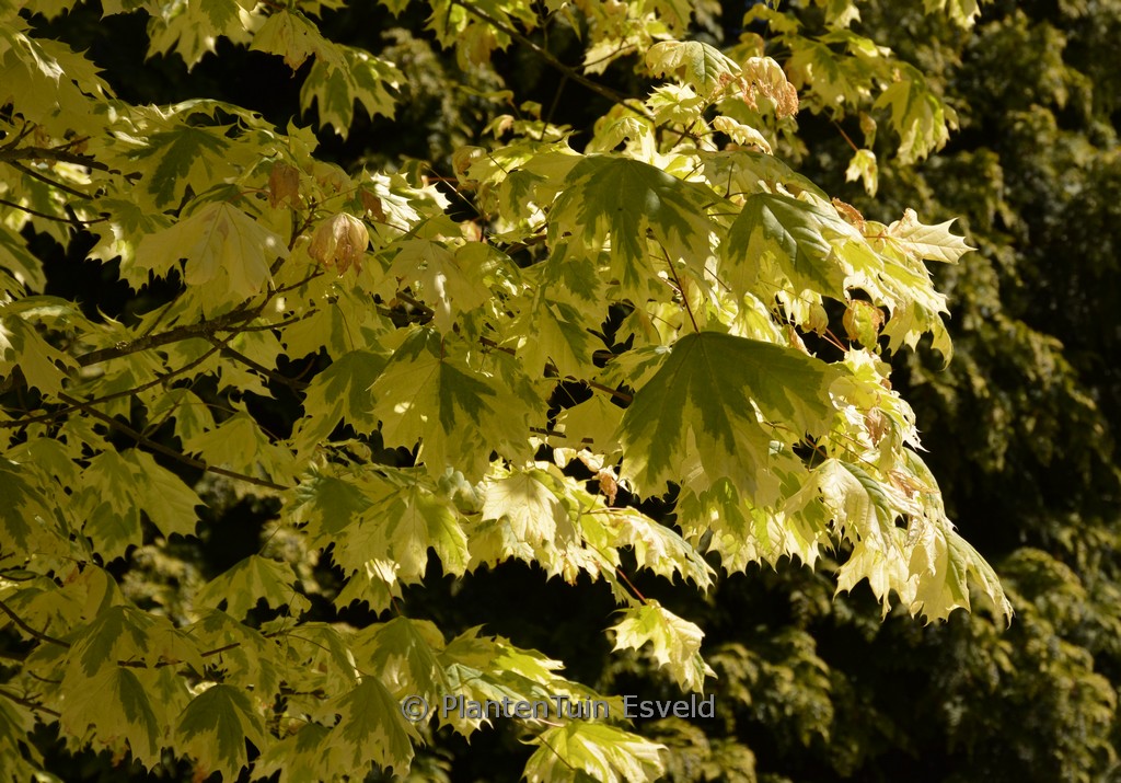 Acer platanoides ‚Drummondii‘