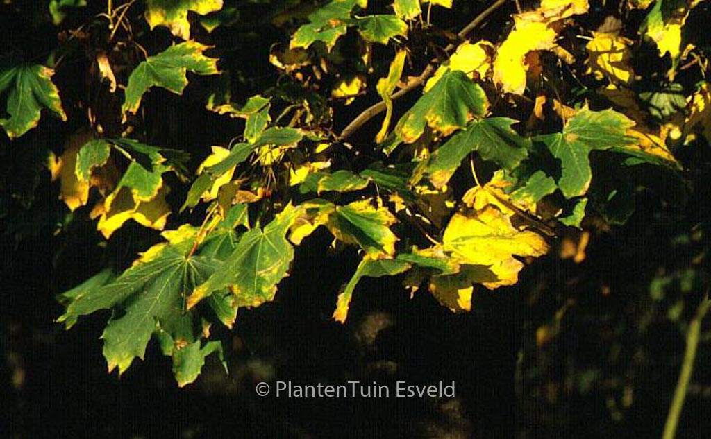 Acer platanoides ‚Emerald Queen‘
