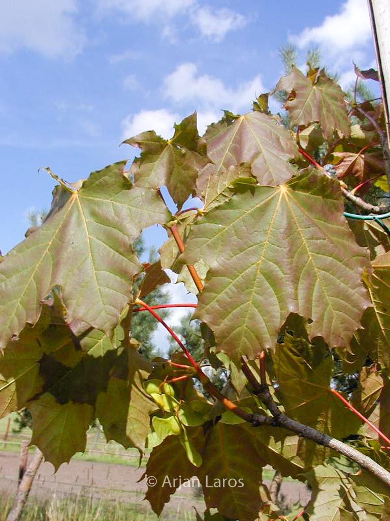 Acer platanoides ‚Farlake’s Green‘