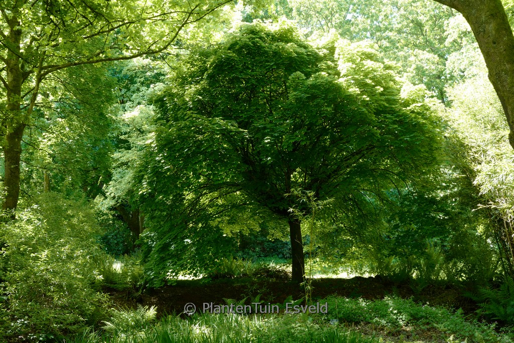 Acer platanoides ‚Globosum‘