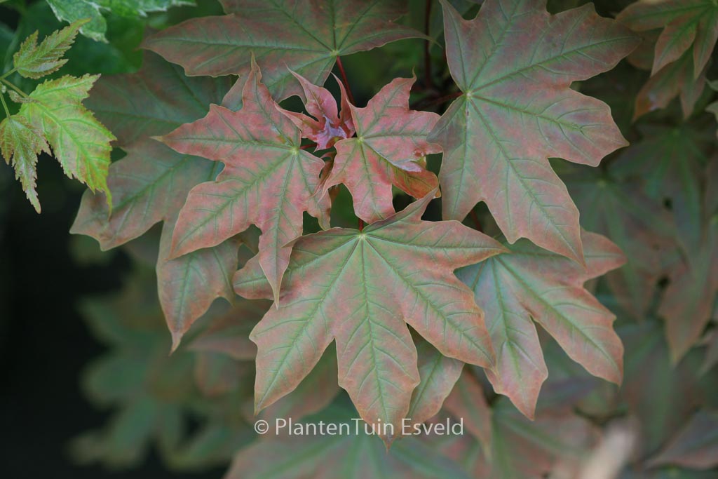 Acer platanoides ‚Holata‘