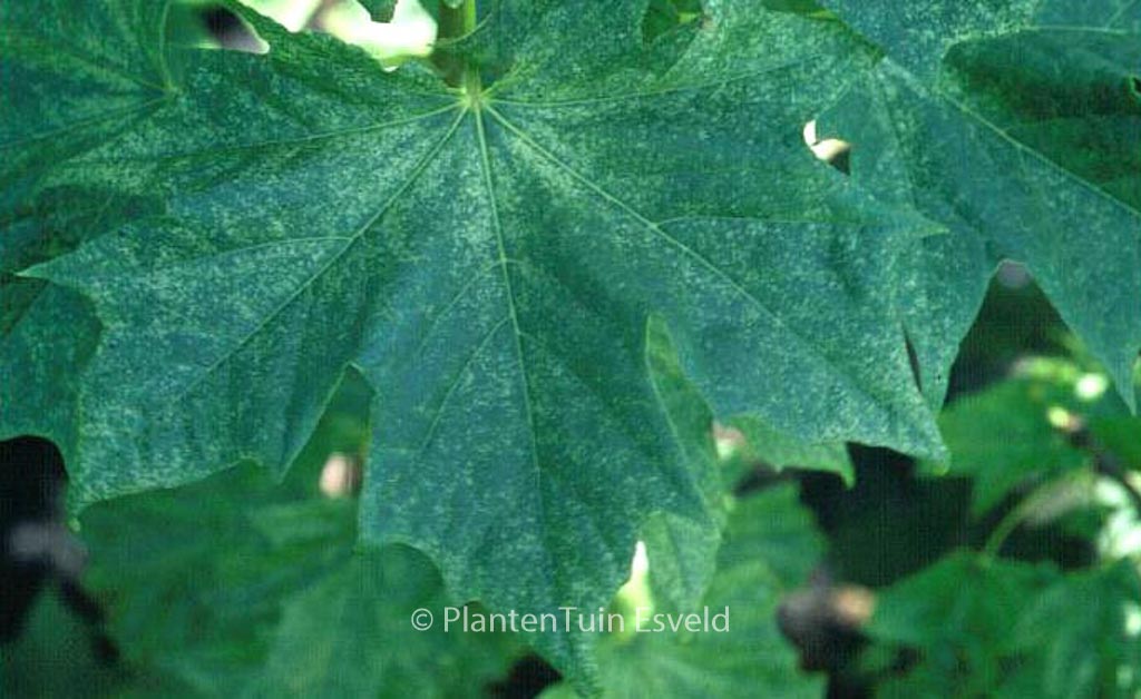 Acer platanoides ‚Maculatum‘