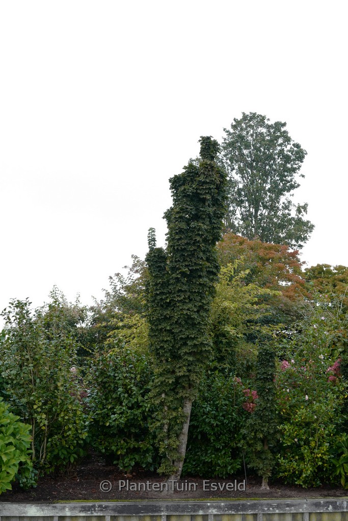 Acer platanoides ‚Marit‘