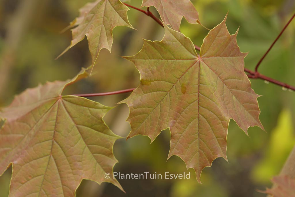 Acer platanoides ‚Meyering‘