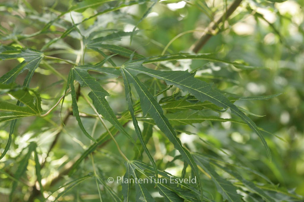 Acer platanoides ‚Paldiski‘
