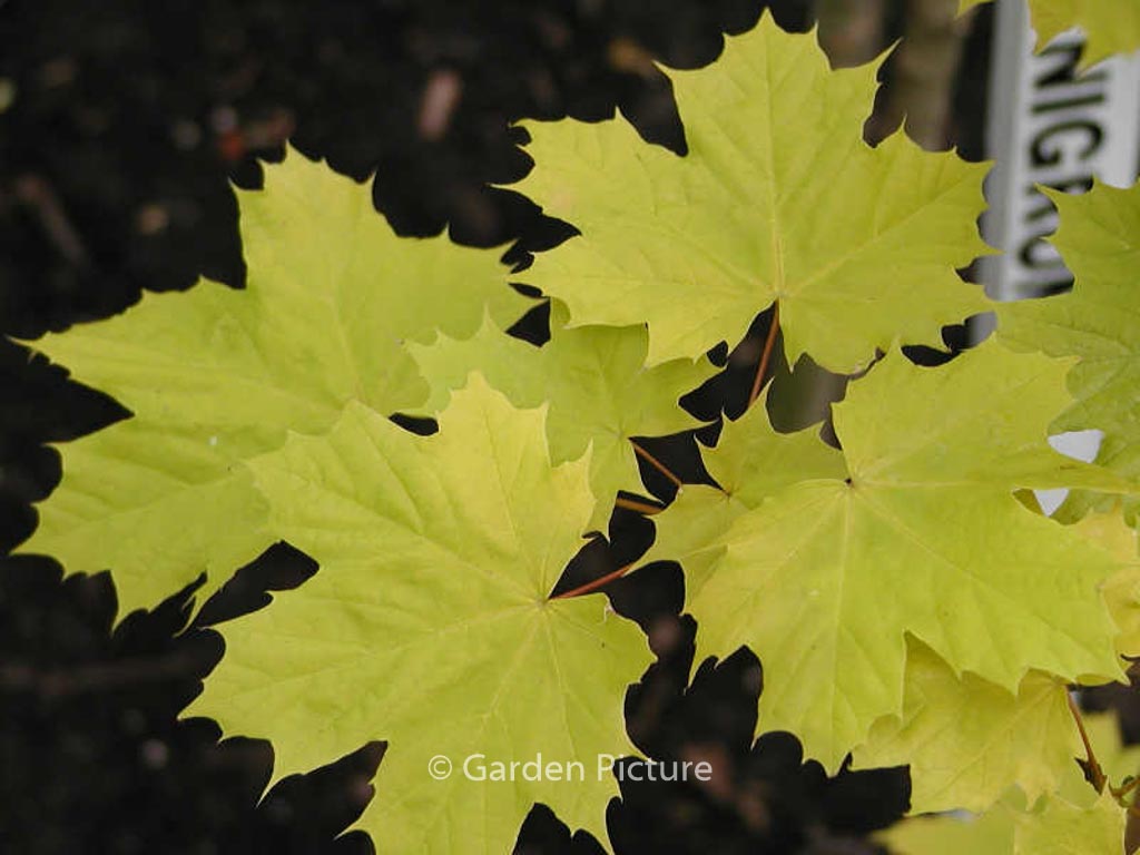 Acer platanoides ‚Prigo‘ (PRINCETON GOLD)