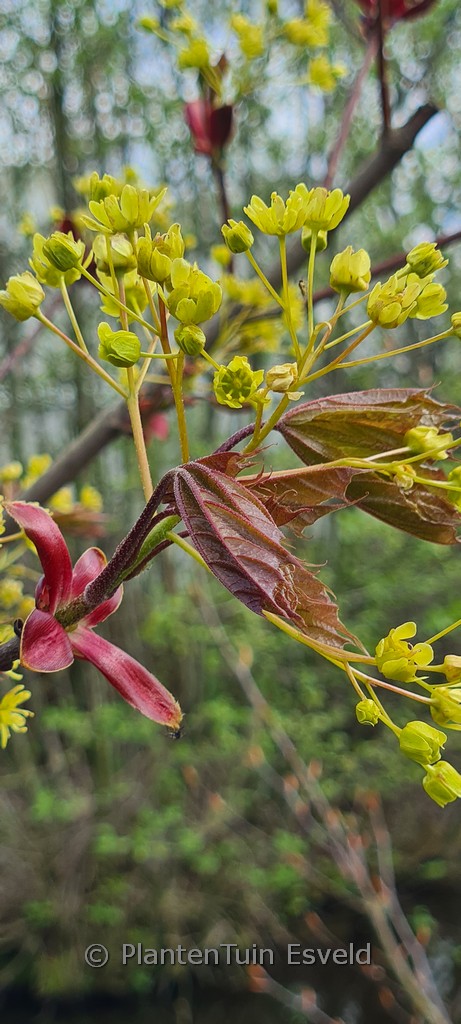 Acer platanoides ‚Reitenbachii‘