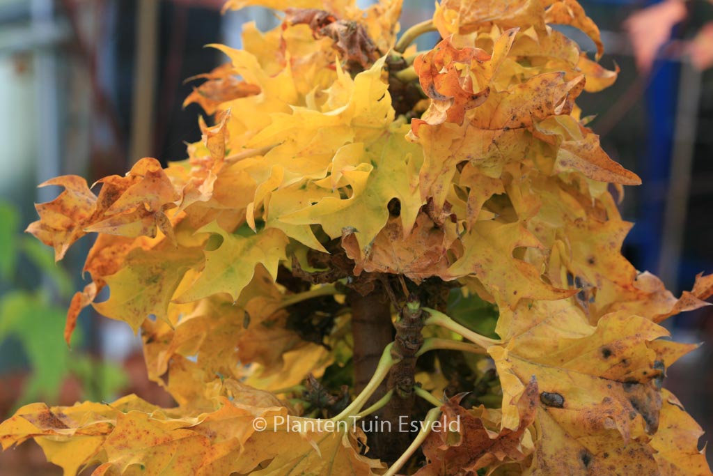 Acer platanoides ‚Rezek‘