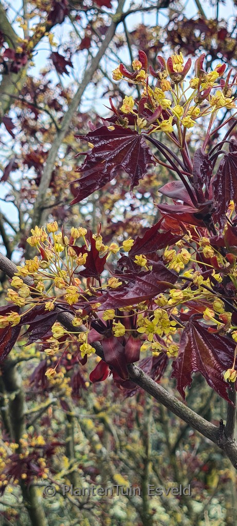 Acer platanoides ‚Royal Red‘