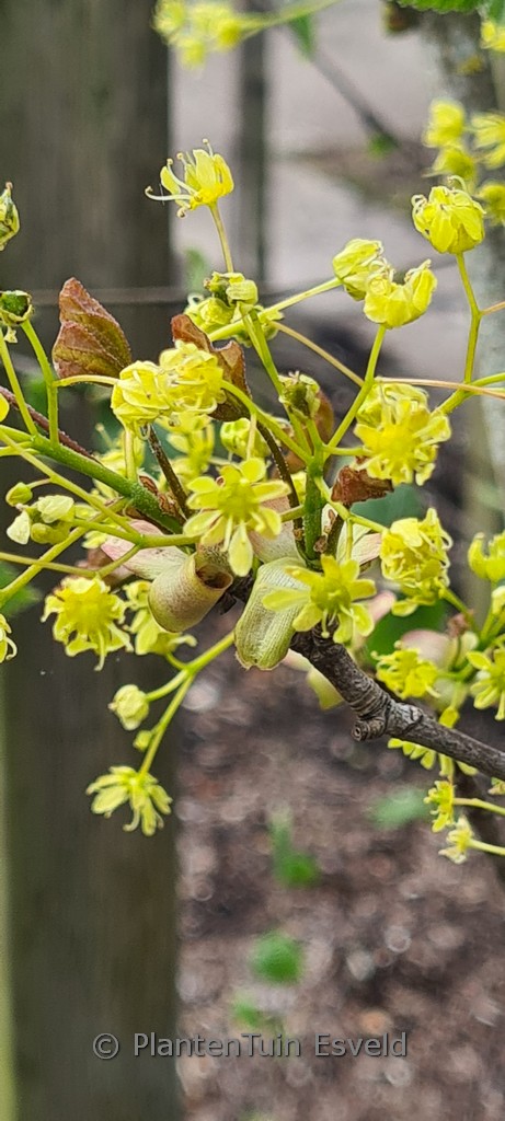 Acer platanoides ‚Tharandt‘