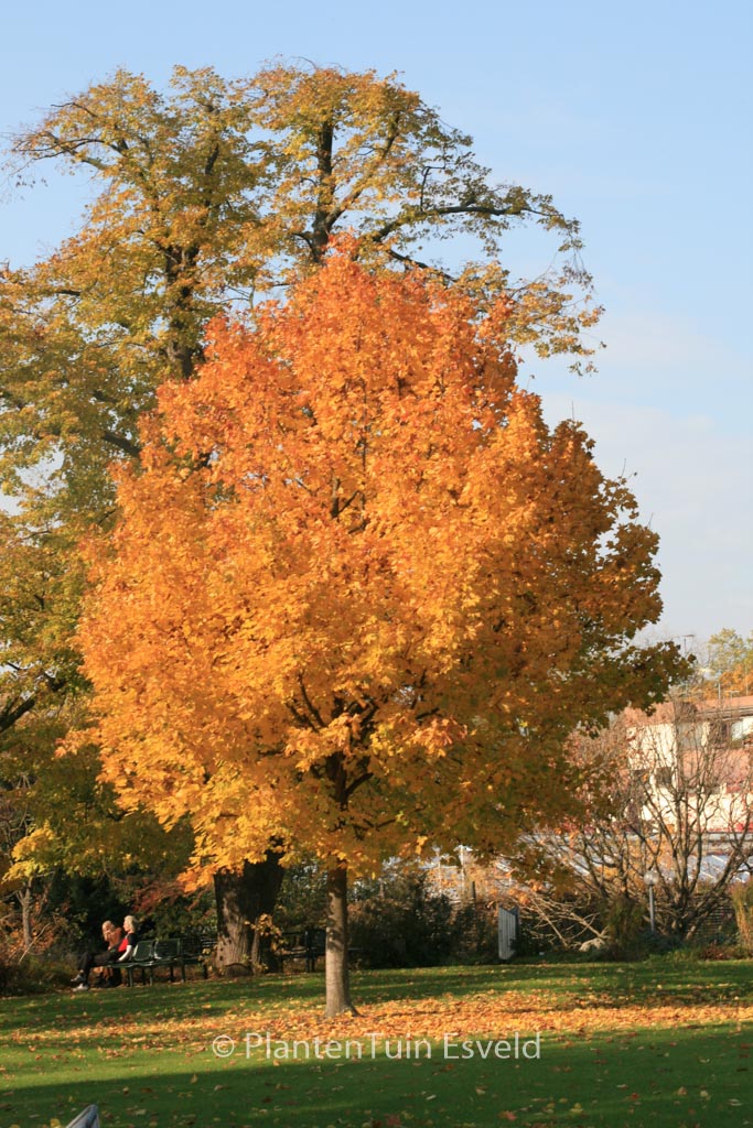 Acer platanoides
