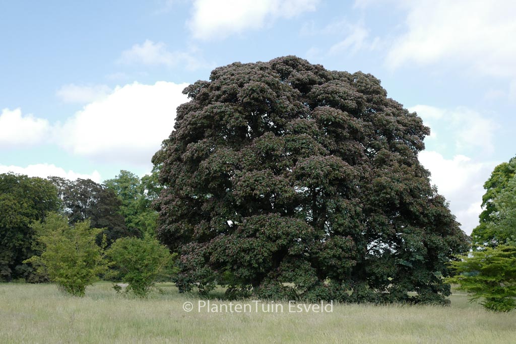 Acer pseudoplatanus ‚Atropurpureum‘