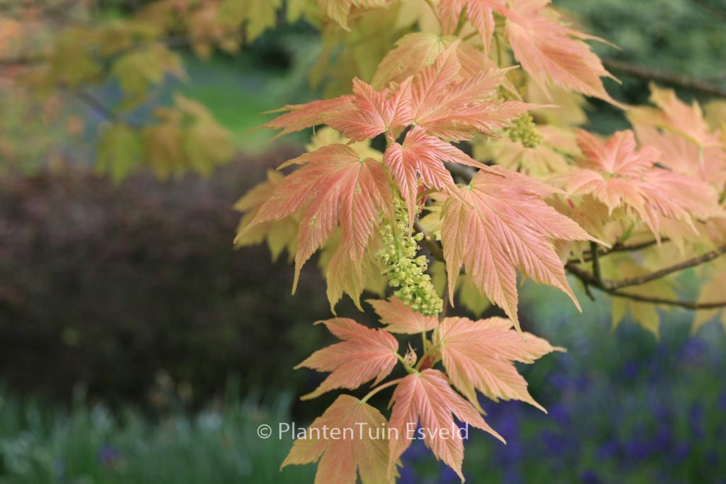 Acer pseudoplatanus ‚Brilliantissimum‘