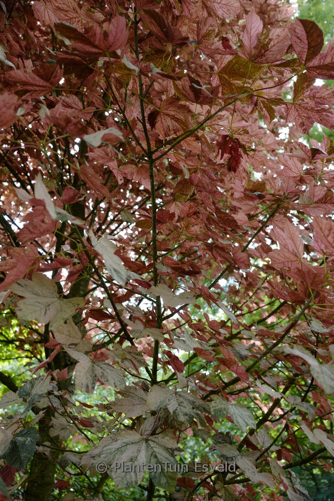 Acer pseudoplatanus ‚Eskimo Sunset‘
