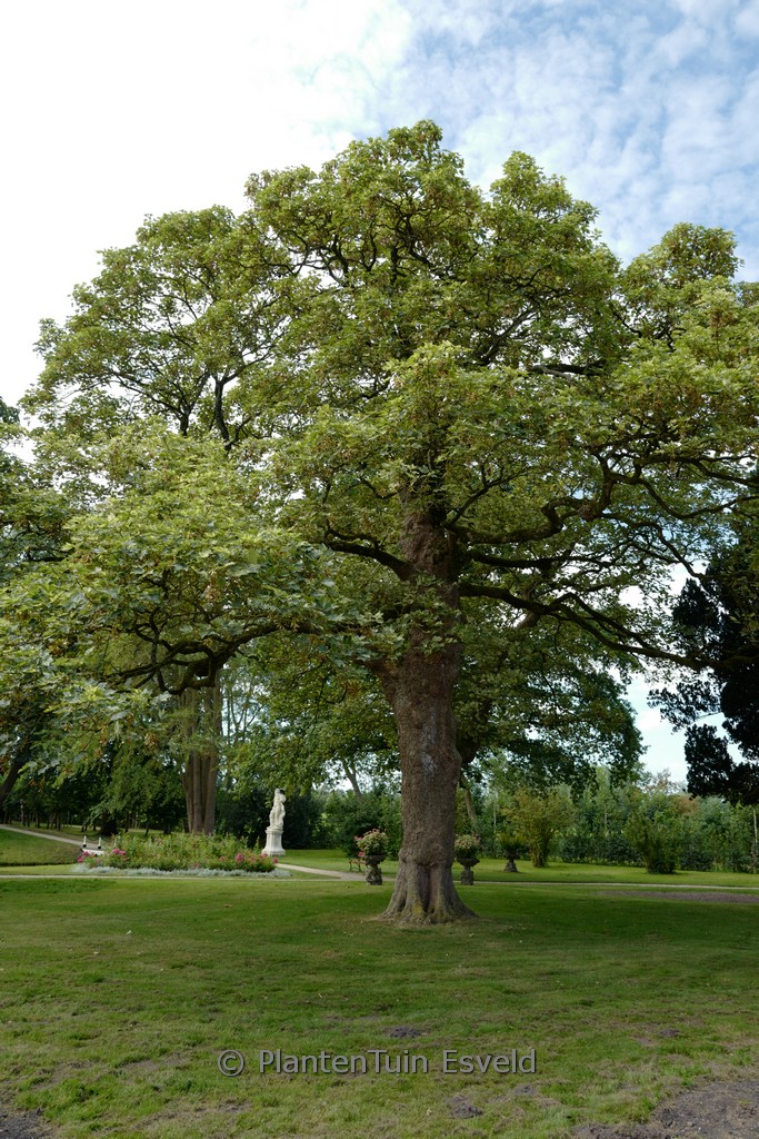 Acer pseudoplatanus ‚Leopoldii‘