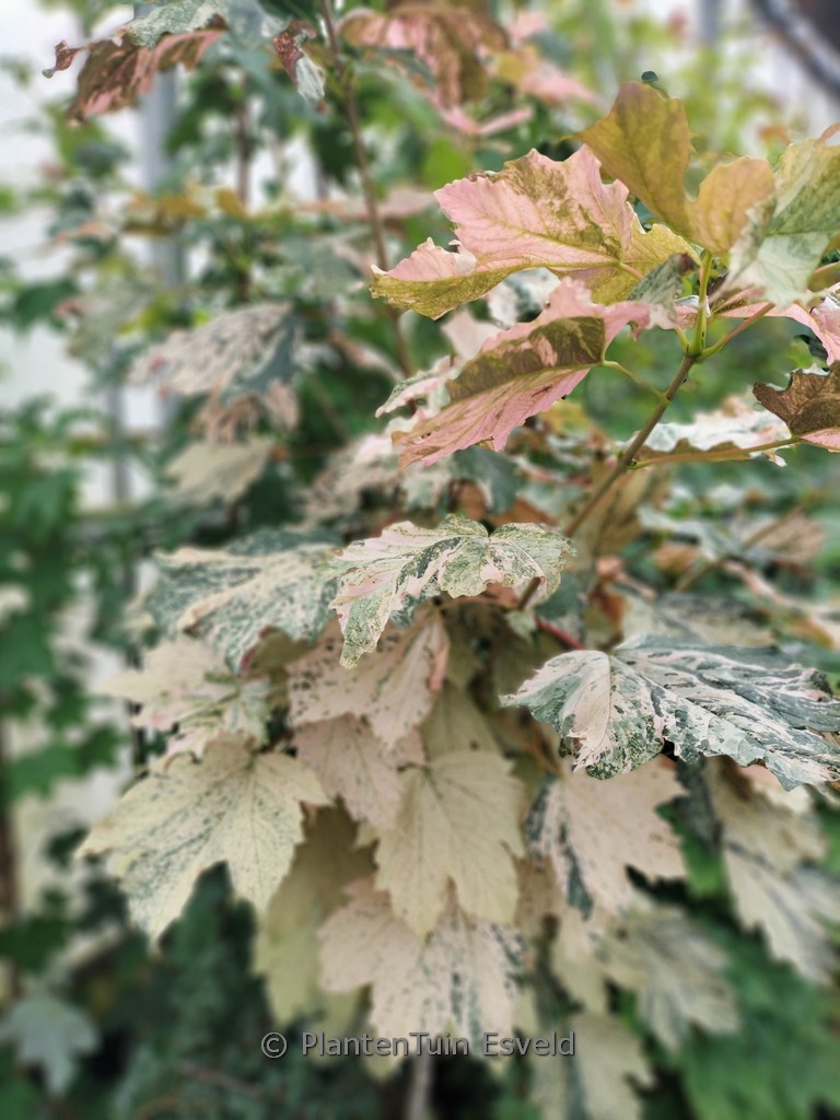 Acer pseudoplatanus ‚Mercedes‘