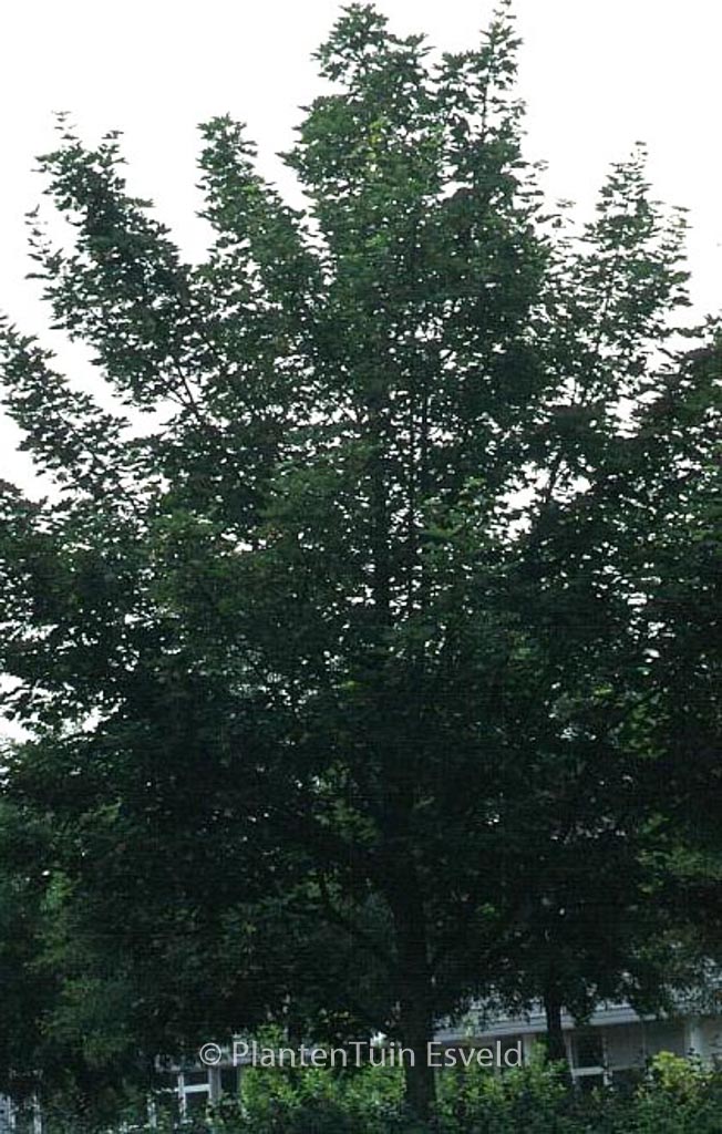 Acer pseudoplatanus ‚Negenia‘