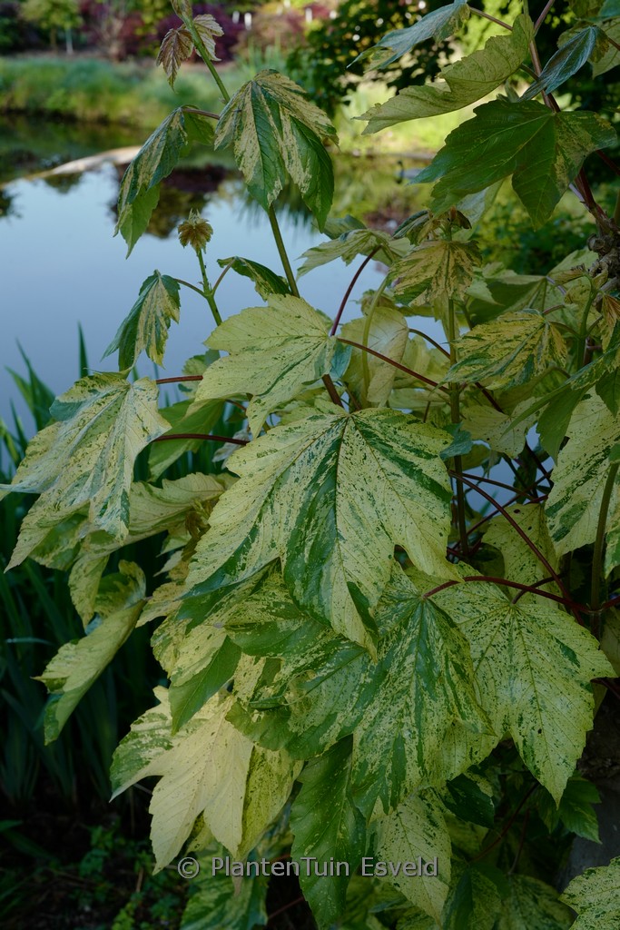 Acer pseudoplatanus ‚Prince Camille de Rohan‘
