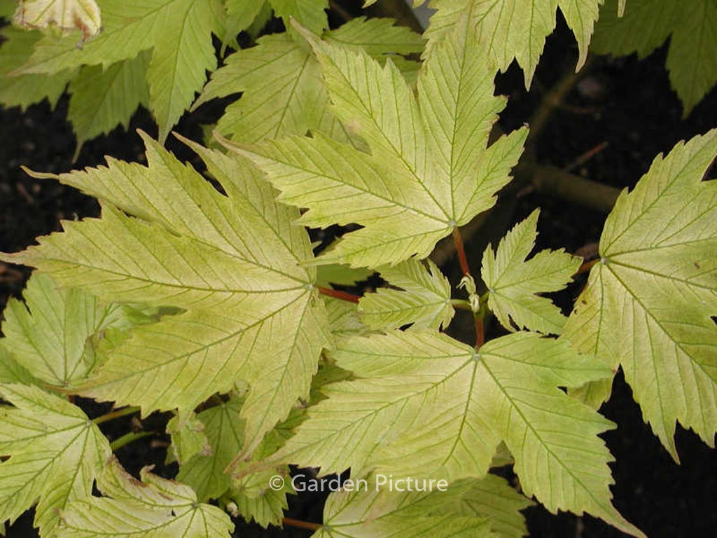 Acer pseudoplatanus ‚Prinz Handjery‘