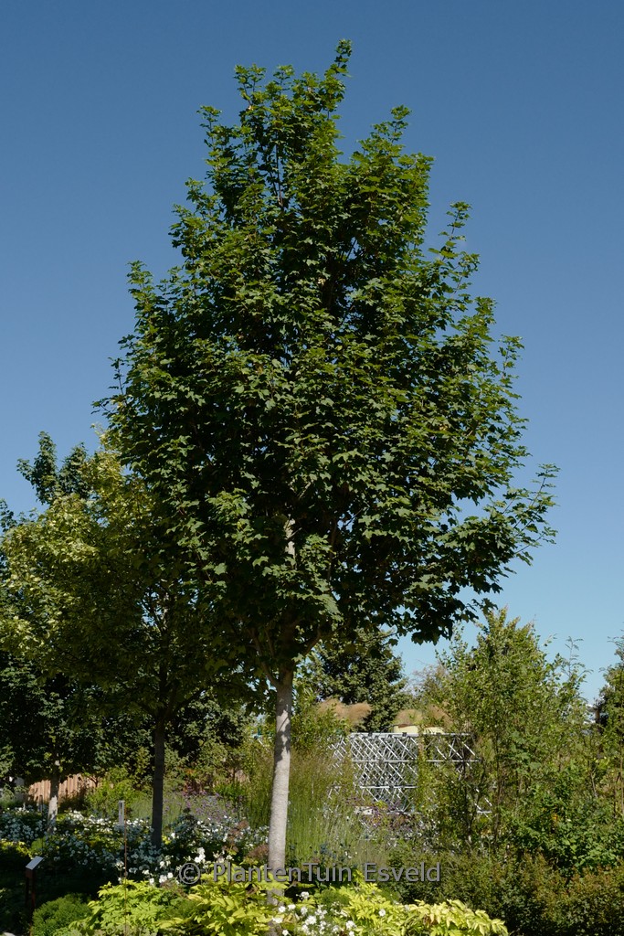 Acer pseudoplatanus ‚Rotterdam‘