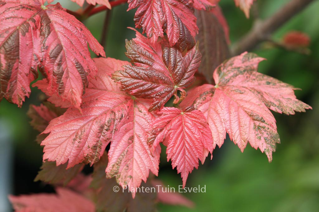 Acer pseudoplatanus ‚Simon Louis Freres‘