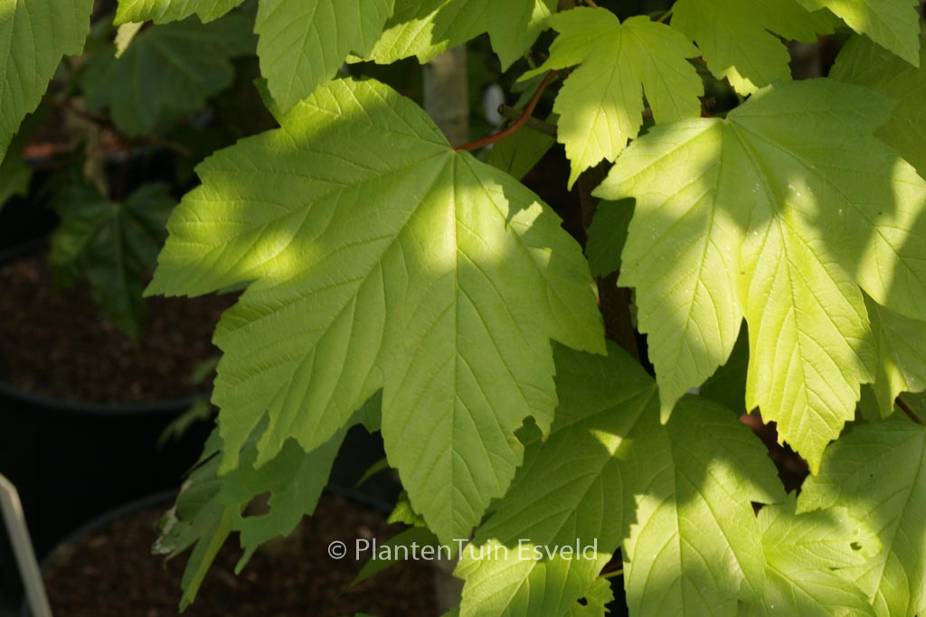 Acer pseudoplatanus ‚Torch‘